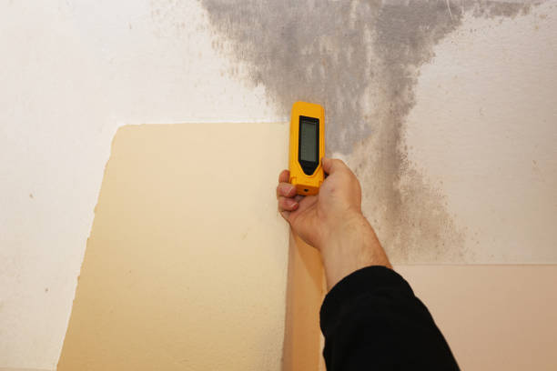 Best Basement Mold Removal  in Gumlog, GA
