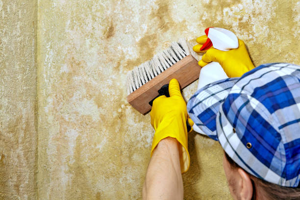 Best Real Estate Mold Inspection  in Gumlog, GA