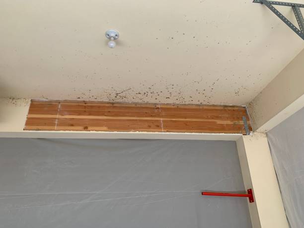 Best Forensic Mold Investigation  in Gumlog, GA