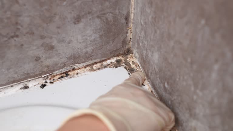 Best Air Quality Testing for Mold Spores  in Gumlog, GA